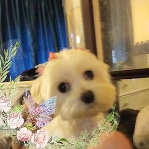 Meet your Posher, Tina